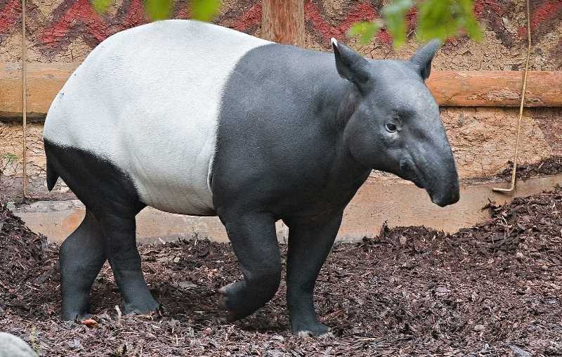 Tapír čabrakový, foto (c) Petr Rošický, Zoo Praha